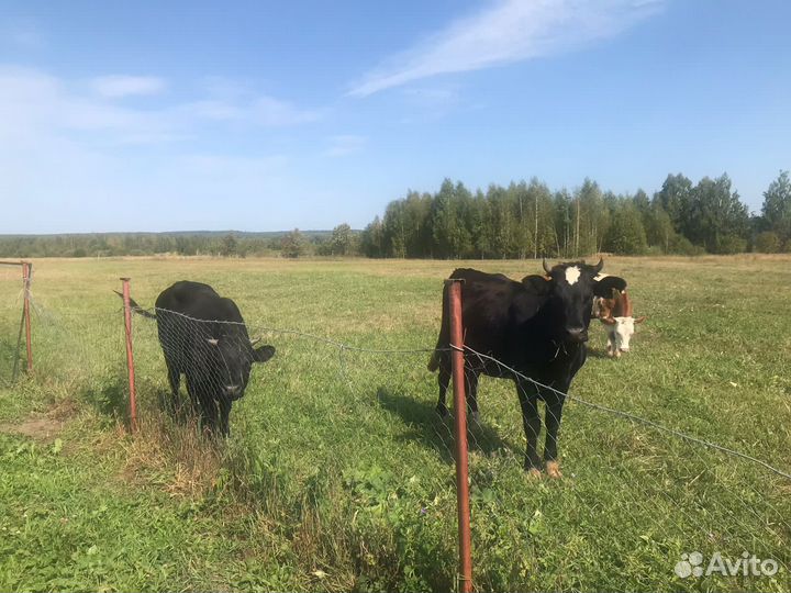 Нетель 2 и бык 1