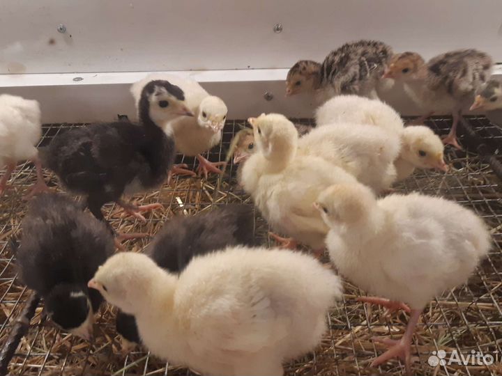 Индюшата суточные и подрощенные