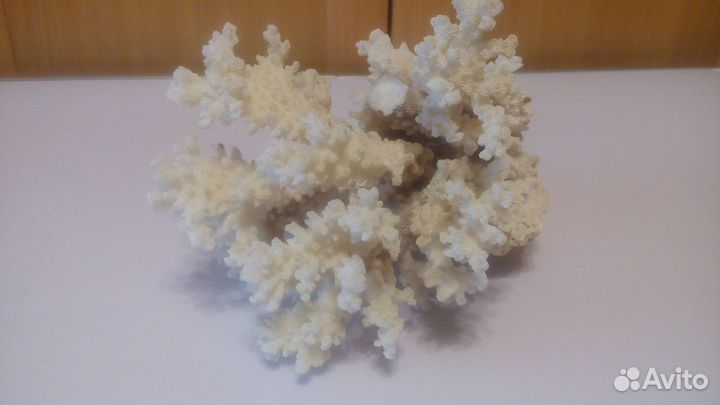 Натуральный коралл