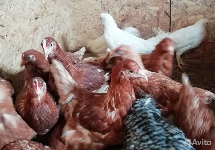 Куры Несушки, Ломан Браун, Хайсекс, Коралл