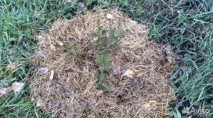 Хвойный опад