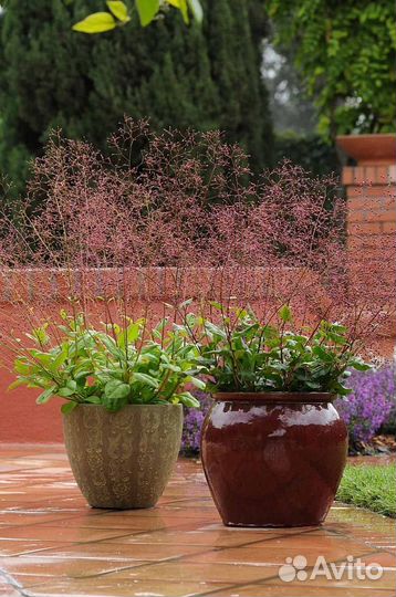 Семена трав и цветов для малоуходного сада