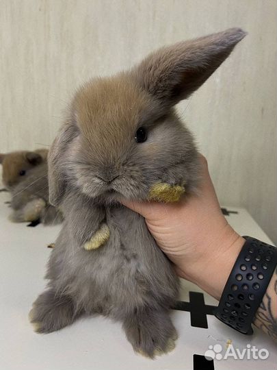 Карликовый вислоухий барашек