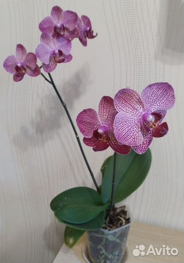 Редкие фаленопсисы Горизонт Дебора Монро и другие