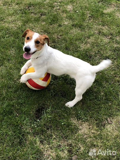 Случка собак