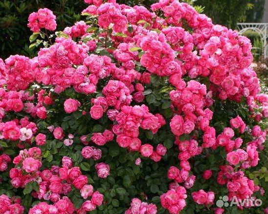 Саженцы роз(корнесобственные)