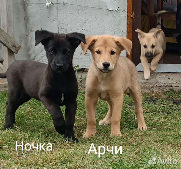 Малыши щенята