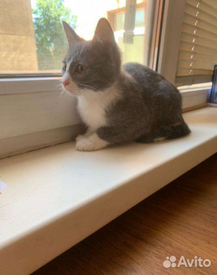 Котята