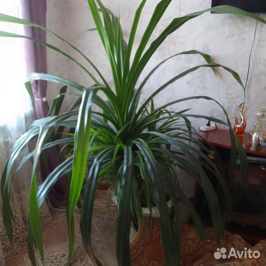 Продам большой панданус