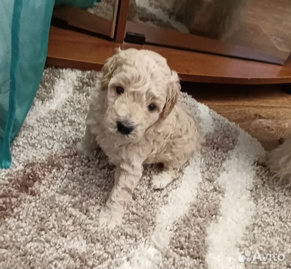 Карликовый пудель