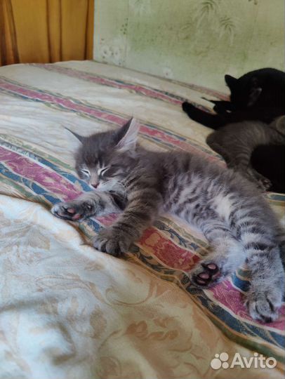 Котята в добрые руки бесплатно