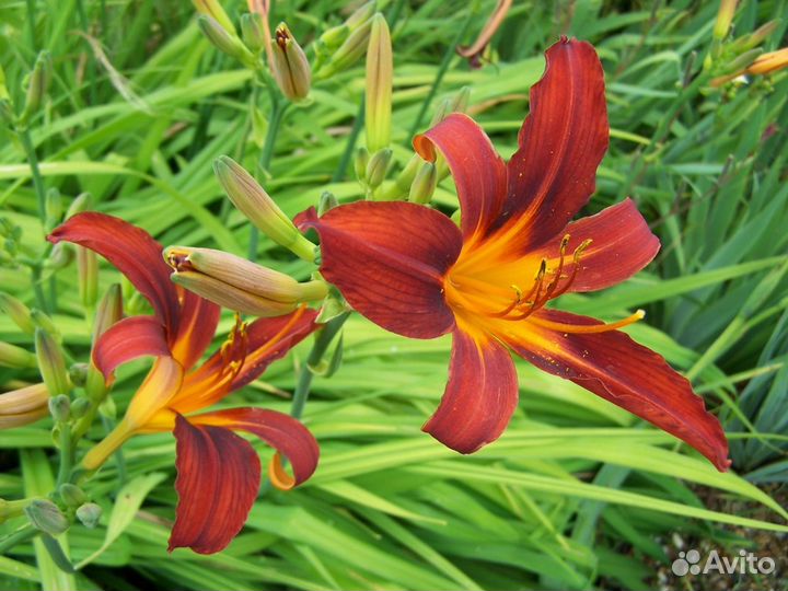 Продам садовые многолетние цветы