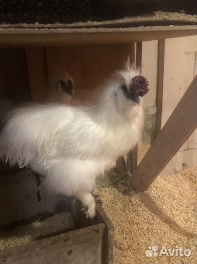 Цыплята китайский шелковый абориген кша