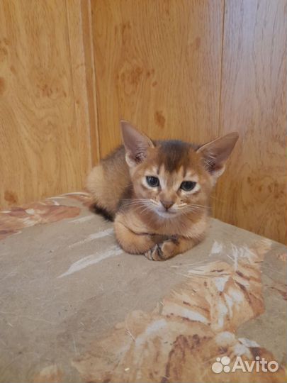 Абиссинская