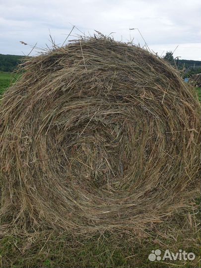 Сено разнотравье в тюках 2023