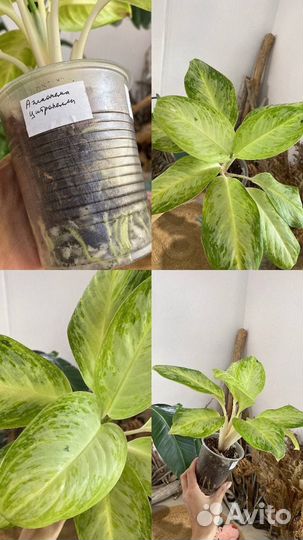 Аглаонемы тайские