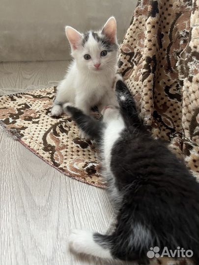 Котята