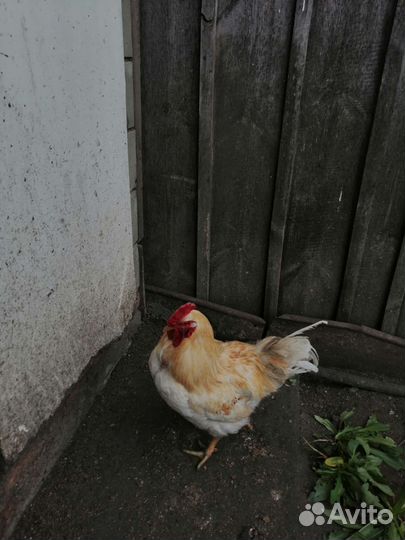 Петух, собака