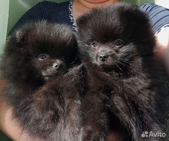 Померанский шпиц