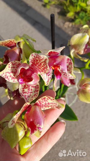 Орхидея фаленопсис трилипс