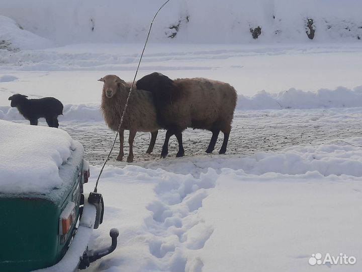 Курдючный баран эдильбаевской породы