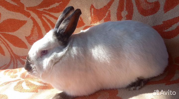 Кролик для вязки
