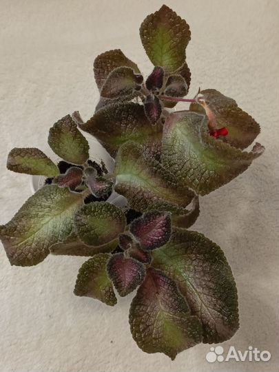 Комнатные растения 3