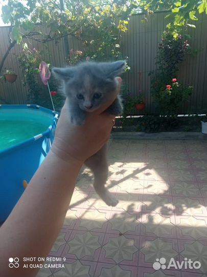 Котята в добрые руки бесплатно