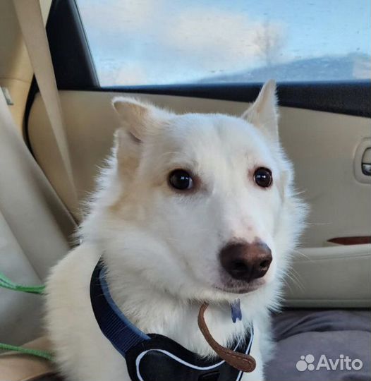 Собака в добрые руки отдам бесплатно