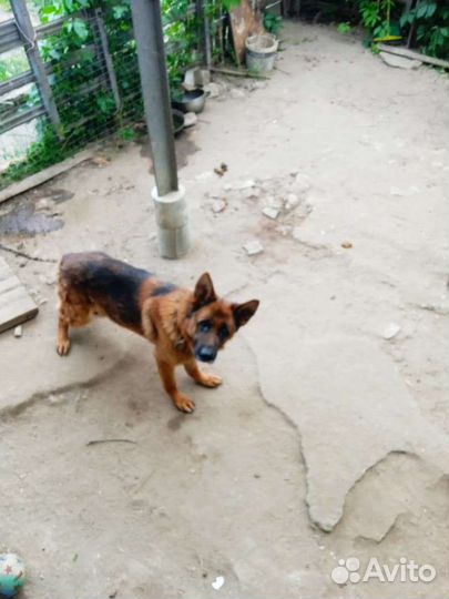 Немецкая овчарка