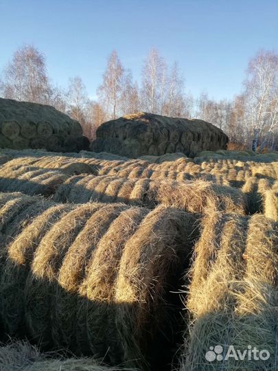 Сено в рулонах