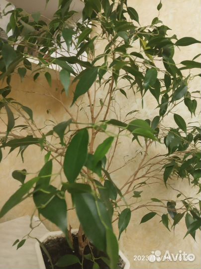 Фикус мелколистный