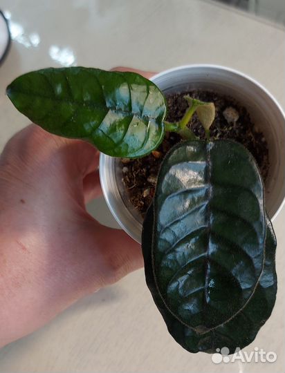 Хойи продажа