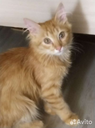 Отдадим в добрые руки котиков