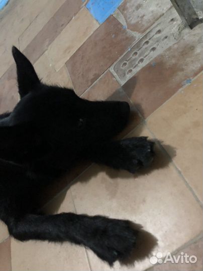 Собака в добрые руки