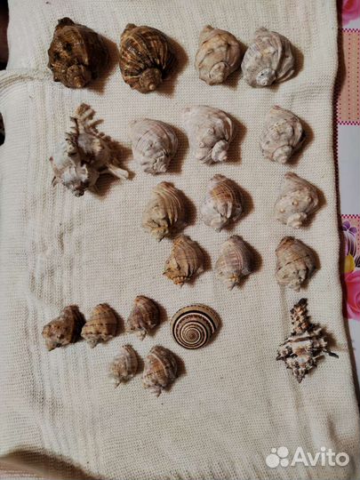 Морские ракушки раковины из Анапы чёрное море