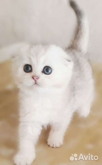 Шотландская шиншила