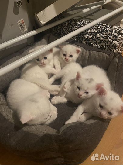 Котята британские белые