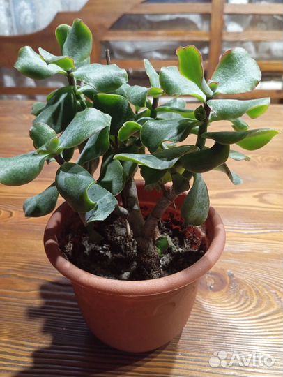 Крассула древовидная(суккулент)