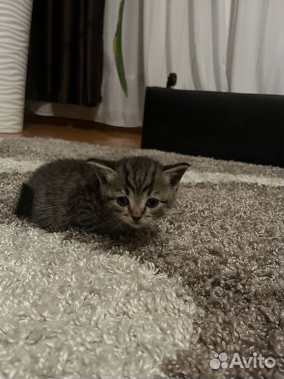 Шотландские котята