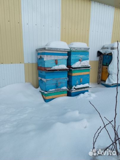 Улики для пчел