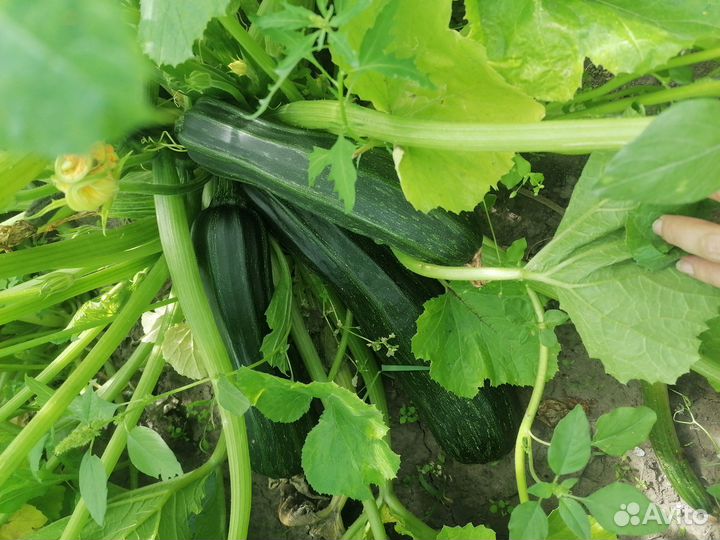 Кабачки свежие