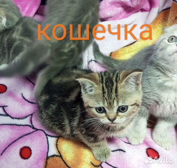 Шотландские котята