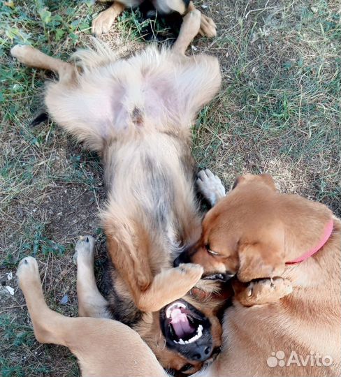 Собака улыбака