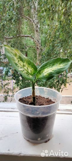 Диффенбахия. Бегония