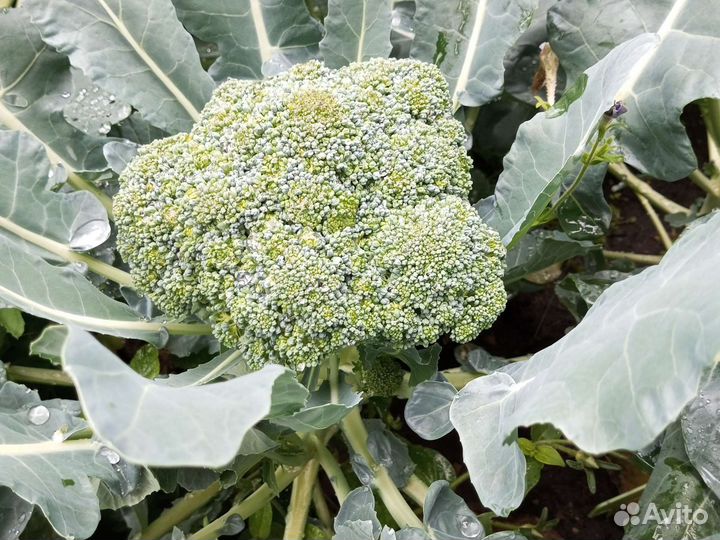 Капуста цветная белокочанная на заколки морковь