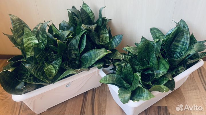 Сансивиерия или тещин язык