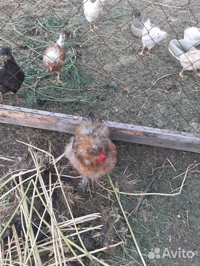 Петух китайский