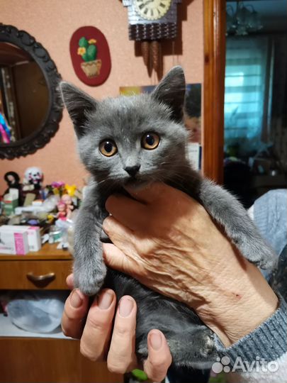 Котенок 2 месяца девочка