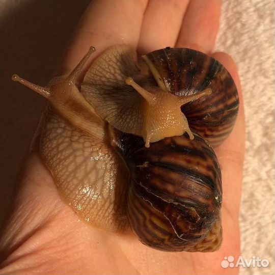 Улитки Ахатины